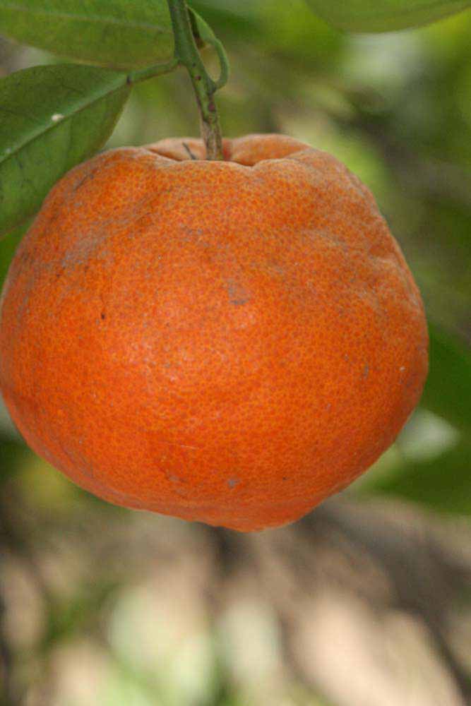              Fruit (Riverside, CA)       